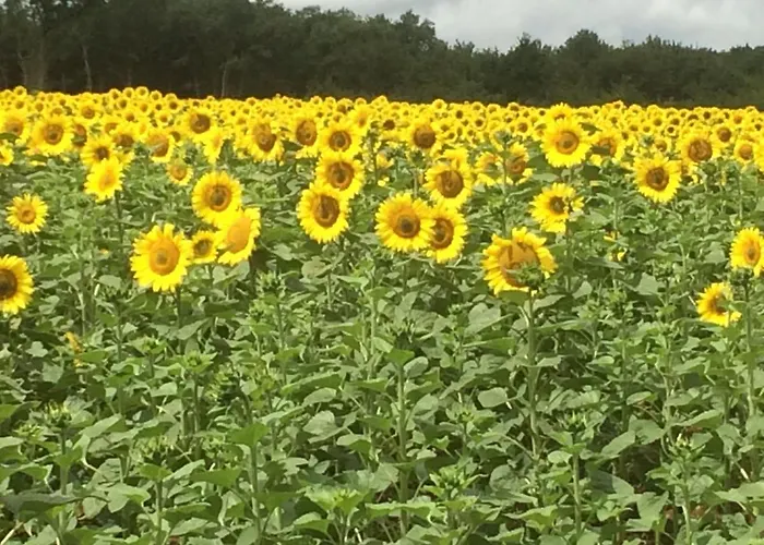 La Vieille Fromagerie בית נופש Brux